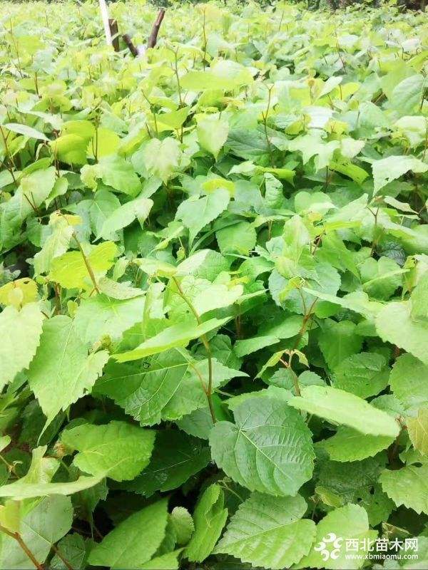 本溪刺嫩芽苗
